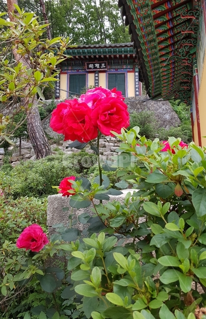 꽃,사찰,절,식물,자연,나무,붉은꽃,빨간꽃,한국전통,한국문화,korean traditional,korean culture,건축물,건물외관,exterior,building,structure,architecture,construction