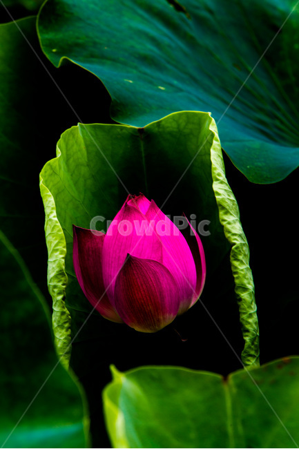 연꽃,연잎,문양,무늬,습지,식물,자연,plants,nature,꽃,flower