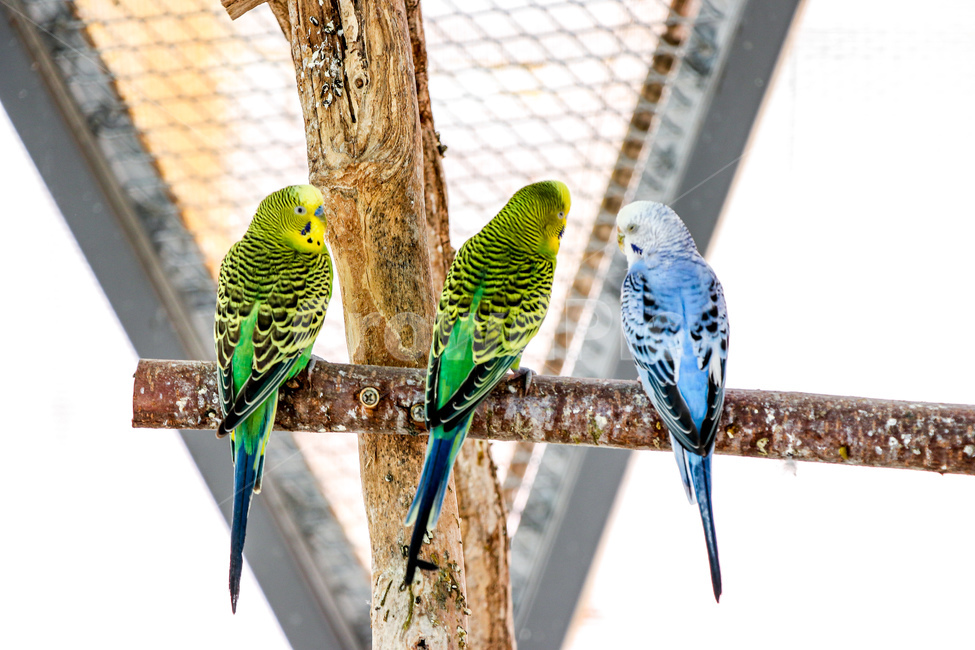 bird,새,animal,동물,앵무새,parrot,잉꼬,parakeet,동물,animal,조류,새,birds