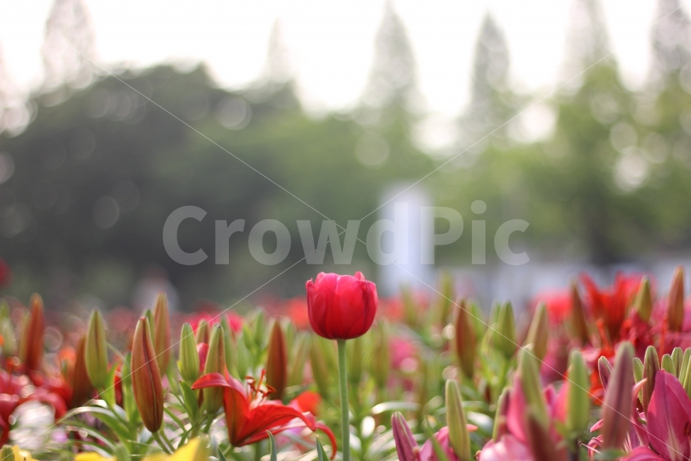 flower,tulip,red,color,landscape,sensitivity,scenery,view,snap,nature,풍경,스냅,감성,시선,꽃,꽃밭,플라워,튤립,빨강,레드,칼라,색감,자연,식물,자연,plants,nature,꽃,flower,감성,sensible,feeling