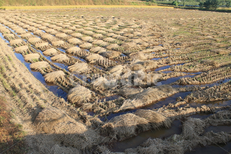 자연,논,추수,가을,가을추수,볏단,볏짚,nature,harvest,ricesheaf,sheafofrice,ricefield,ricepaddy,autumn,fall,가을,계절,fall,autumn,season,농업,농사,agriculture,farming,farming industry,soil,흙,ground,바닥,outdoors,옥외