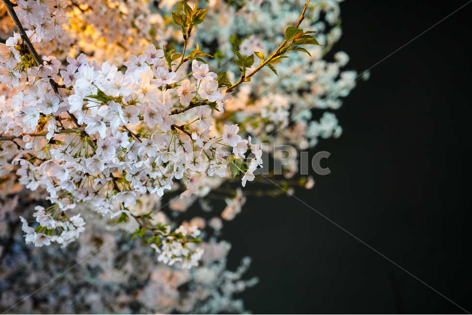 공덕,벚꽃길,벚꽃,경의선숲길,효창공원역,벚꽃나무,벚꽃축제,야경,야화,cherryblossom,blossom,nightview,봄,계절,spring,season,야경,밤,풍경,nightscape,night,landscape,식물,자연,plants,nature,꽃,flower,plant