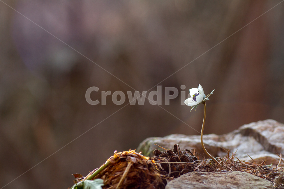 야생화,변산바람꽃,봄,봄꽃,생태사진,봄,계절,spring,season,식물,자연,plants,nature,꽃,flower,plant