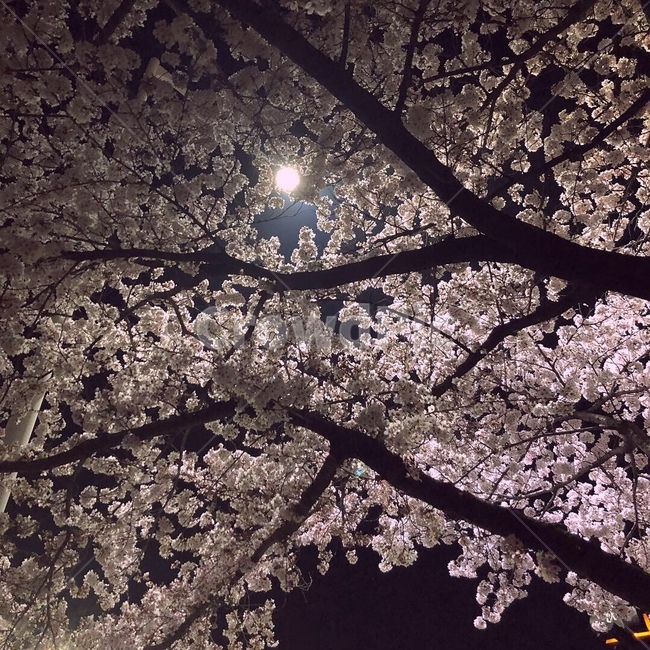 꽃,야경,밤,감성,분위기,벚꽃,안압지,달
