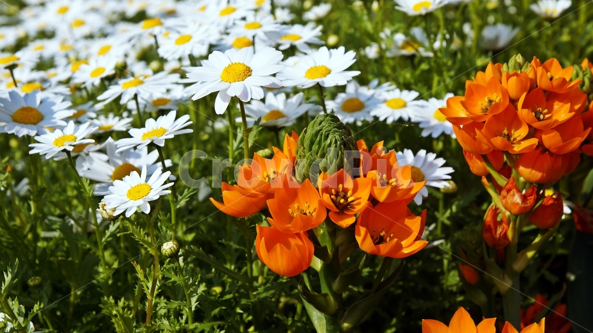 식물,꽃,꽃밭,plant,flower,garden