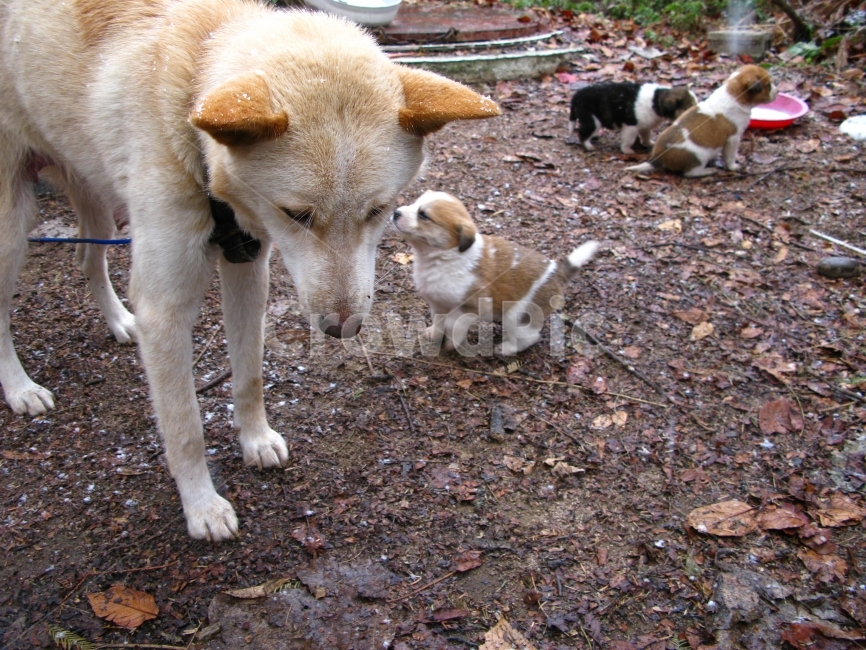 강아지,개,풍산개,믹스,귀여운,동물,animal,포유류,mammal,개,강아지,dog,doggy