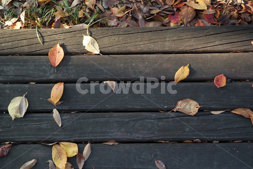 가을,낙엽,단풍,단풍잎,풍경,자연,계절,감성,fall,autumn,maple
