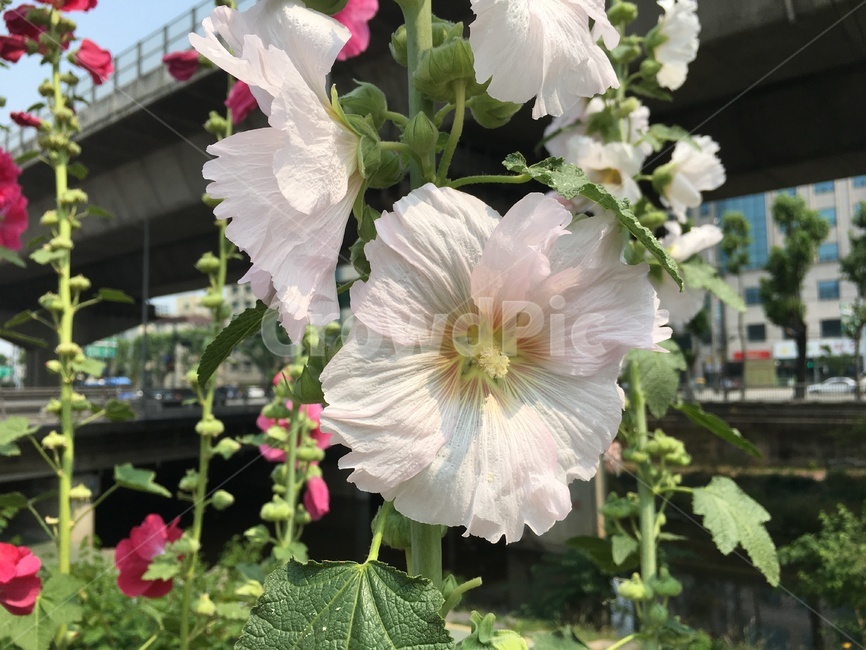 무궁화,여름꽃,여름무궁화,roseofsharon,mugunghwa,하얀꽃,식물,자연,plants,nature,꽃,flower