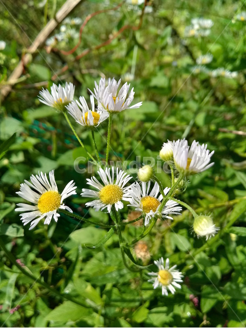 야생화,wildflower,들꽃,들풀,나뭇잎,leaf,식물,자연,plants,nature,꽃,flower