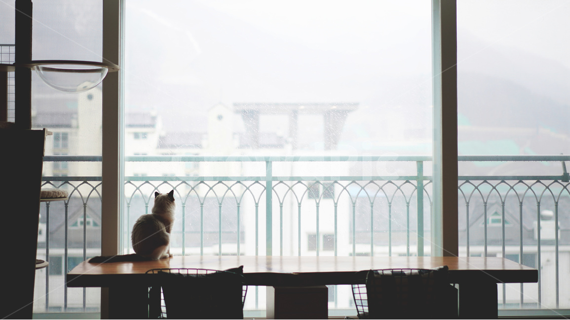 고양이,비오는날,랙돌,ragdoll,rain,rainy,동물,외로움,배경화면,cat,아기고양이,비,아파트,흐린날,흐림,렉돌,쓸쓸함,창밖,kitten,동물,animal,포유류,mammal,고양이,cat,kitten,kitty,감성,sensible,feeling,휴식,힐링,rest,relaxation,healing,인테리어,실내디자인,interior design