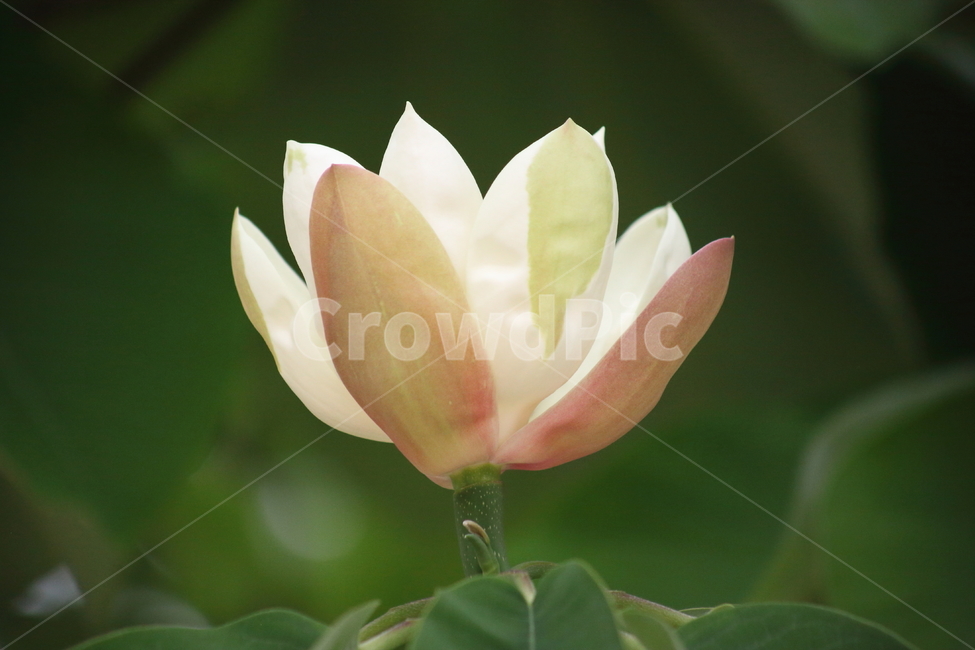 후박나무,일본목련,꽃,봄,magnoliaobovata