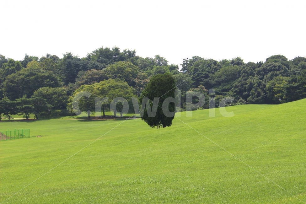 하늘,나무,식물,자연,야외,공원,정원,풍경,자연,풍경,nature,landscape,grass,잔디,plant,field,들,outdoors,옥외