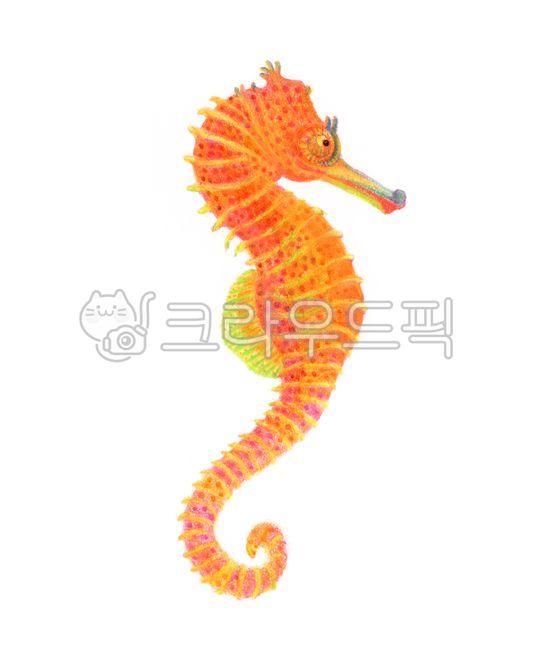 바다동물,해마,해초,물고기,seahorse,seaanimal,drawing,colorpencildrawing,색연필,드로잉,일러스트,illustration,illust,바다물고기,fish,sketch,unterwater,marine,ocean,바다,해양,해양동물