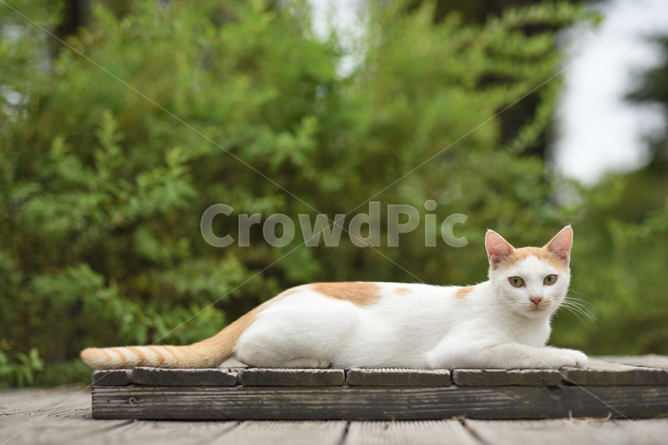 cat,고양이,동물,길고양이,포유류,animal,동물,animal,포유류,mammal,고양이,cat,kitten,kitty