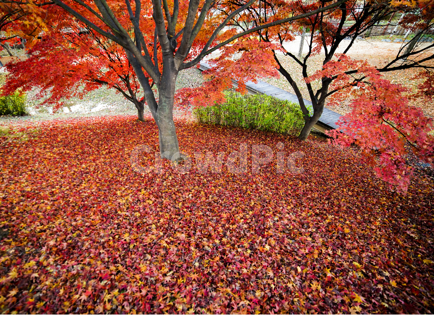 단풍,나무,낙엽,가을,계절,감성,공원,식물,자연,가을,계절,fall,autumn,season,자연,풍경,nature,landscape,식물,plants,나무,trees,wood,plant,leaf,잎,tree,maple