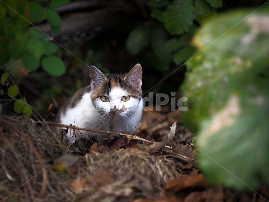 boundary,Meow,a look,tabby cat,young cat,pupil,kitten,stray cat,alert,cat