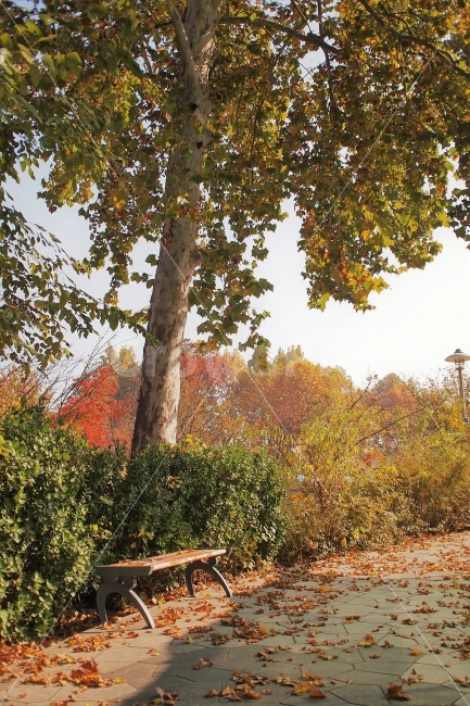 가을,풍경,휴식,여행,단풍,벤치,플라타너스,나무,낙엽,배경,감성,가을,계절,fall,autumn,season,식물,자연,plants,nature,나무,trees,wood,휴식,힐링,rest,relaxation,healing,tree,plant,tree trunk,나무 줄기,leaf,잎