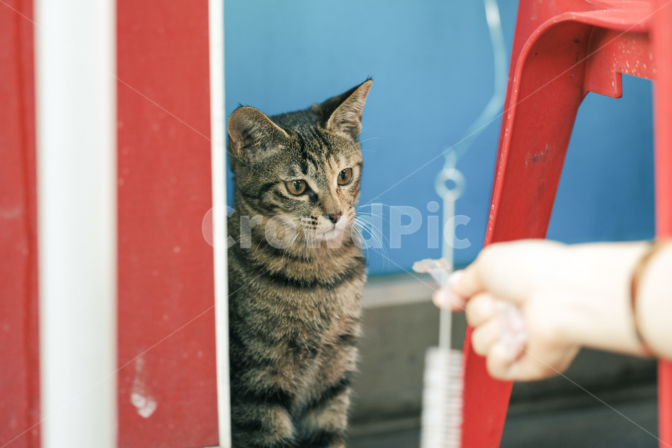 고양이,야옹이,길고양이,길냥이,캣맘,야옹,캣,동물,animal,포유류,mammal,고양이,cat,kitten,kitty