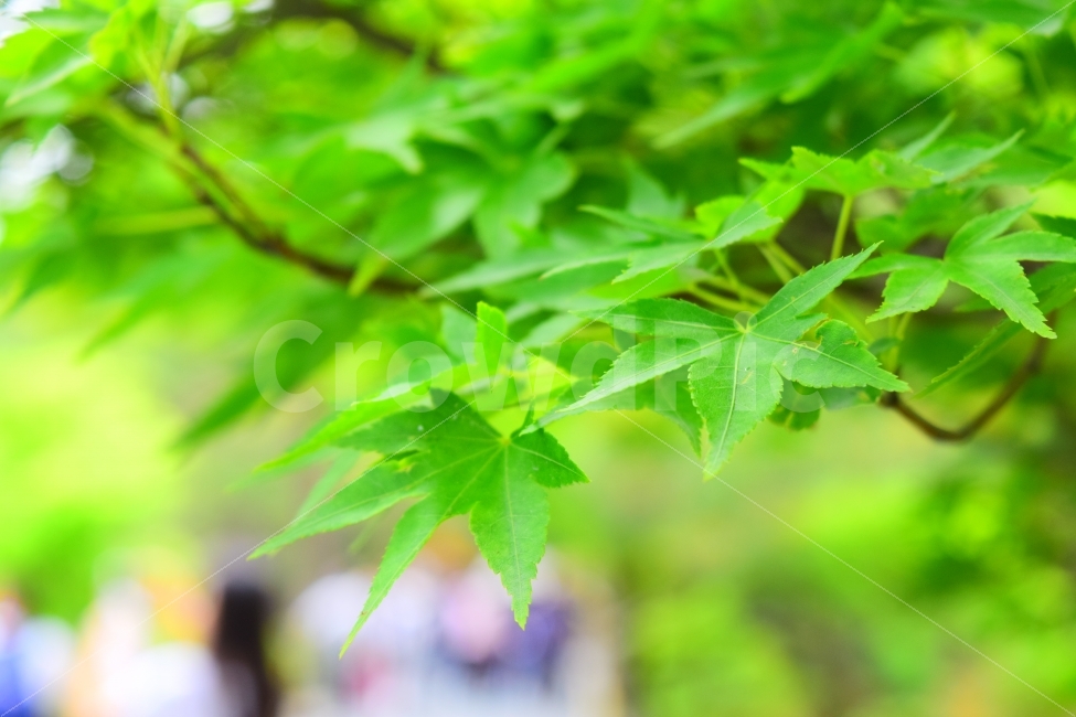 나무,감성사진,일본,도쿄,배경화면,나뭇잎,여행,초록,식물,자연,plants,nature