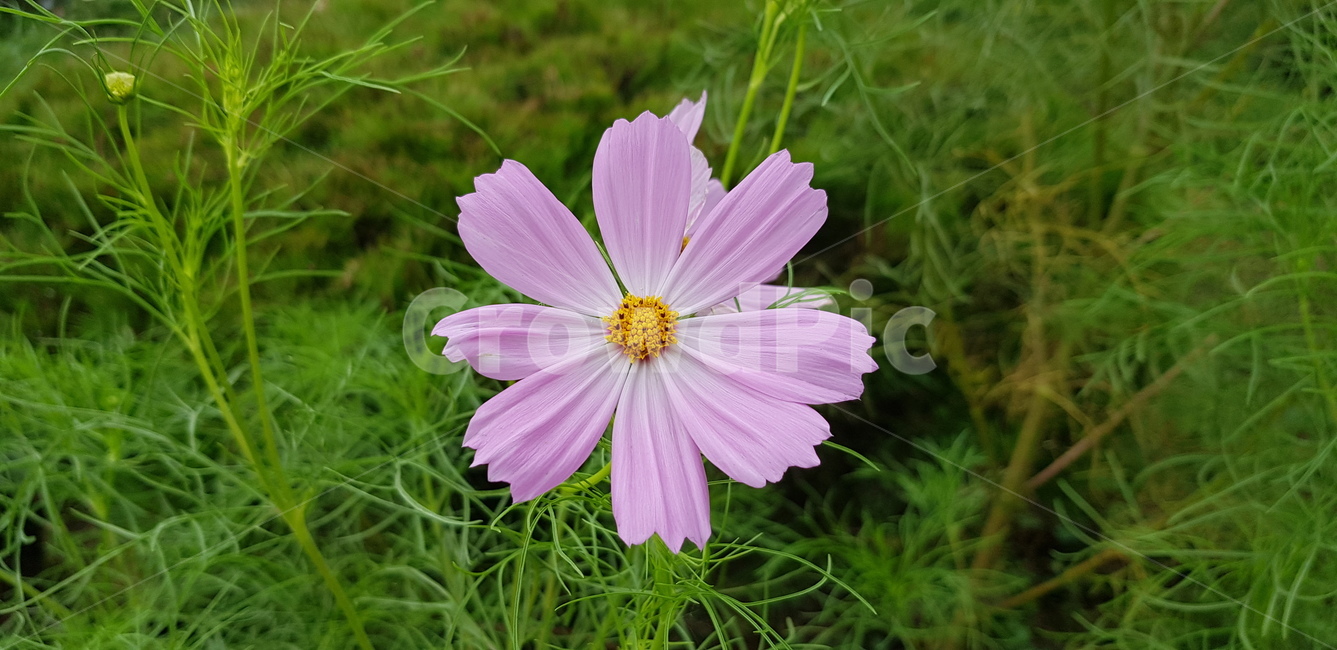 plant,식물,자연,코스모스,가을,green,식물,자연,plants,nature,꽃,flower