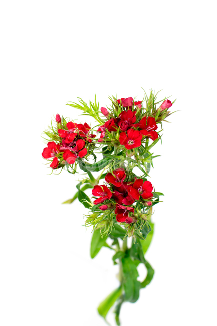 카네이션,carnation,꽃,어버이날,스승의날,가정의달,가족,기념일,축하,감사,이벤트,사랑,식물,시즌,빨강,스튜디오촬영,클로즈업,closeup,흰색배경,누끼,식물,자연,plants,nature,꽃,flower,가족,패밀리,family,기념일,축하,anniversary,congratulation,celebrate,celebration,누끼,remove background