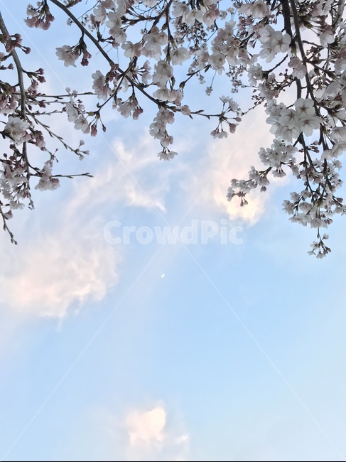 자연,하늘,나무,구름,풍경,힐링,sky,blue,tree