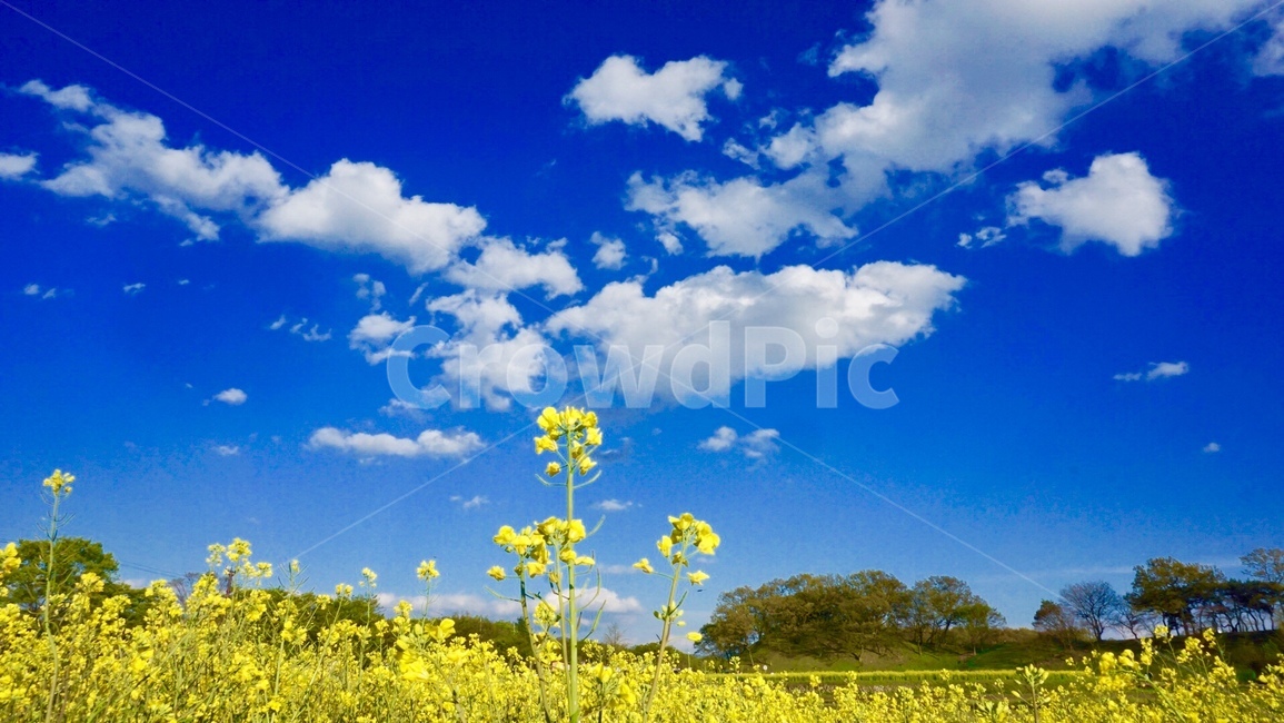 유채꽃,봄,꽃,하늘,구름,봄,계절,spring,season,식물,자연,plants,nature,꽃,flower,outdoors,옥외,grassland,목초지,field,들