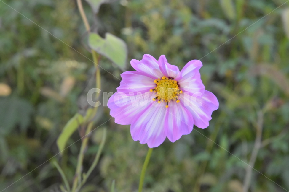 꽃,들꽃,길꽃,야생꽃,코스모스,식물,자연,plants,nature,꽃,flower