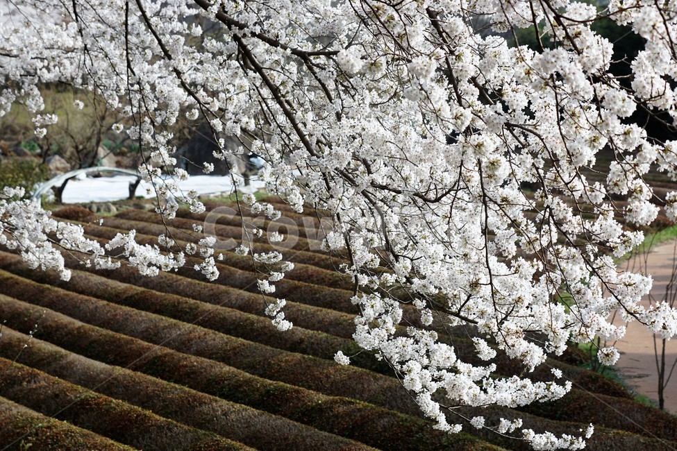 꽃,벚꽃,벚나무,봄,나무,자연,식물,초록색,nature,trees,spring,계절,흰색,flower,감성사진,sakura,season,green,봄,계절,spring,season,식물,자연,plants,nature,꽃,flower,plant,blossom,cherry blossom