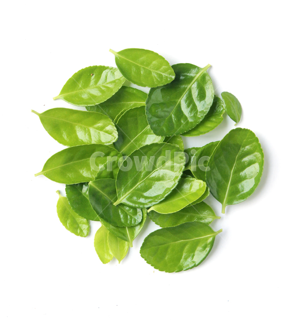 잎,나뭇잎,closeup,fresh,green,leaf,leaves,macro,natur,nature,plant,잎사귀,자연,녹색,그린,클로즈업,신선한,탑앵글,탑뷰,circle,원형,라운드,그룹,더미,모아놓은,모은,모이다,흰배경,사철나무잎,사철나무,식물,자연,plants,nature,누끼,remove background