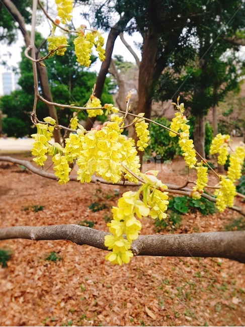 꽃,봄,spring,flower,blossom