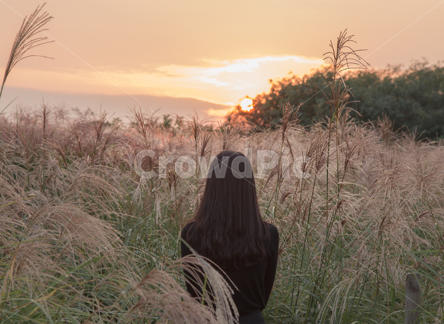 여자,갈대,가을,노을,억새,가을,계절,fall,autumn,season,사람,인물,인간,human,person,여성,여자,woman,female,lady,grass,잔디,plant,식물