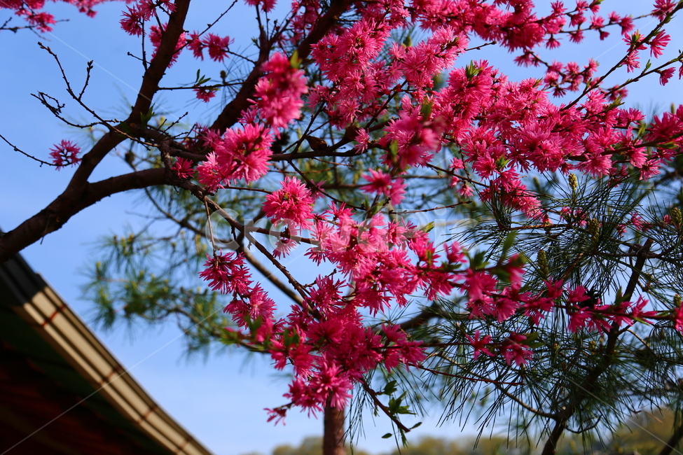 꽃,전주한옥마을,한국전통미,봄,만첩홍도,복사꽃,봄,계절,spring,season,식물,자연,plants,nature,꽃,flower,plant