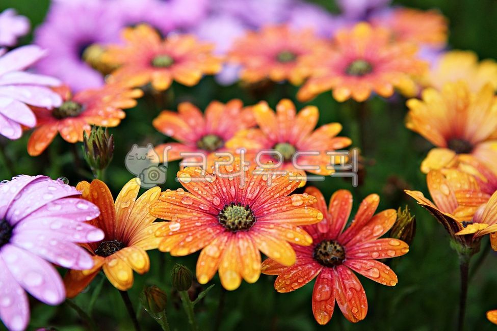 국화,국화꽃,봄꽃,꽃잎,식물,자연,공원