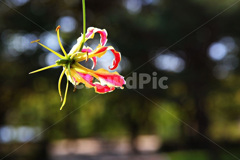 글로리오사,꽃,꽃잎,식물,가을,공원,자연,식물,자연,plants,nature,꽃,flower