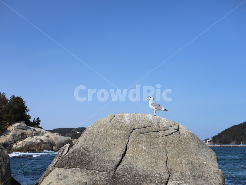 animal,동물,bird,새,architecture,가을,겨울,바다,바위,동물,animal,조류,새,birds