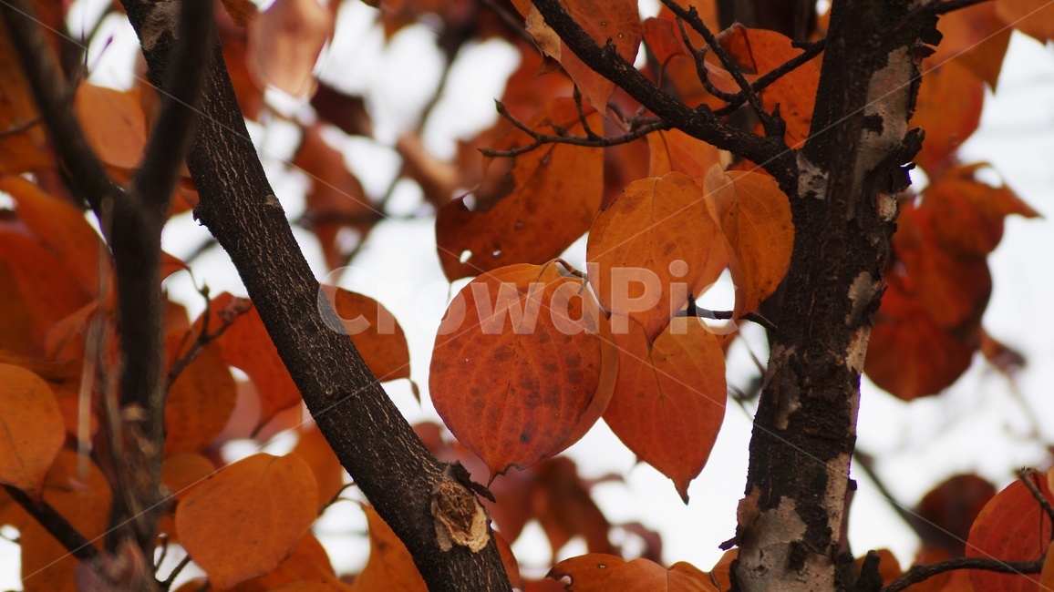 가을,나무,낙엽,식물,자연,가을,계절,fall,autumn,season,식물,자연,plants,nature,plant,fruit,과일,food,음식