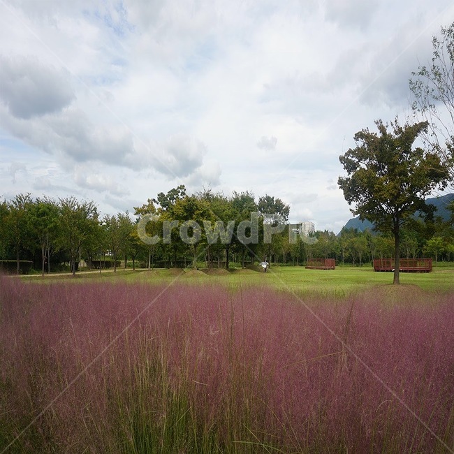 핑크뮬리,꽃,꽃축제,자연,나무,하늘,잔디,식물,자연,풍경,nature,landscape,grass,plant,field,들,outdoors,옥외