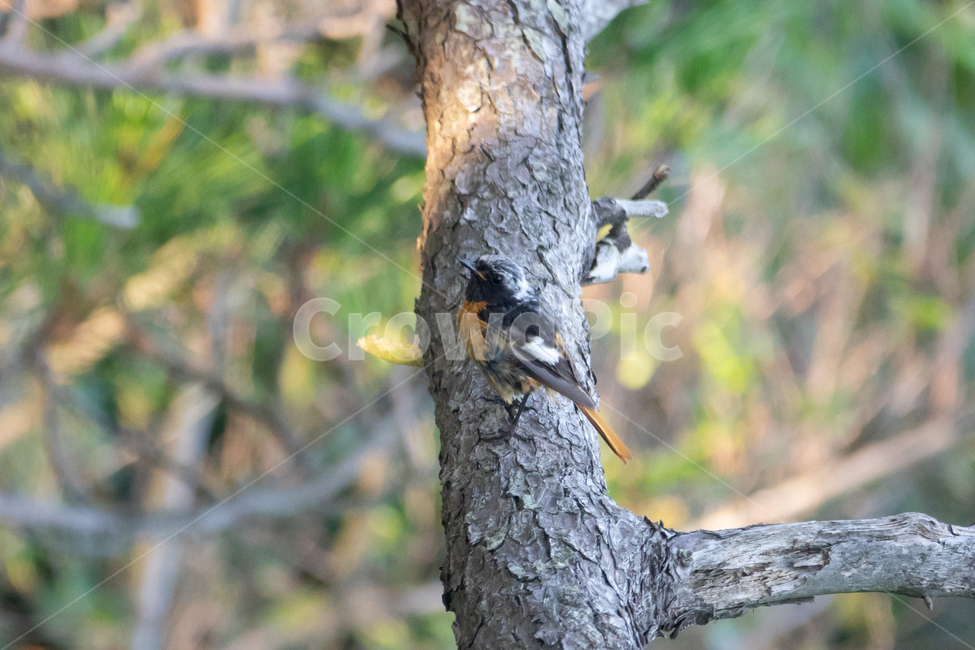 bird,조류,탐조,텃새,철새,새,동물,animal,조류,새,birds
