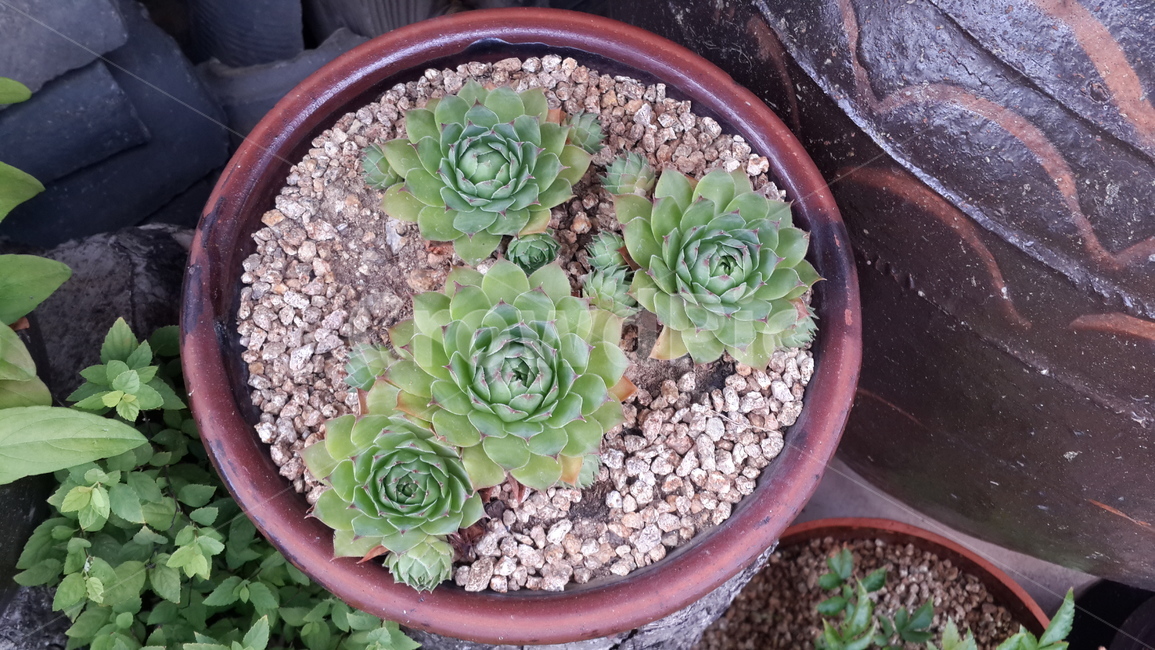 다육이,화분,식물,도자기,녹색,plant,flowerpot,succulent,다육식물,실내용화초,화분,화초,house plant