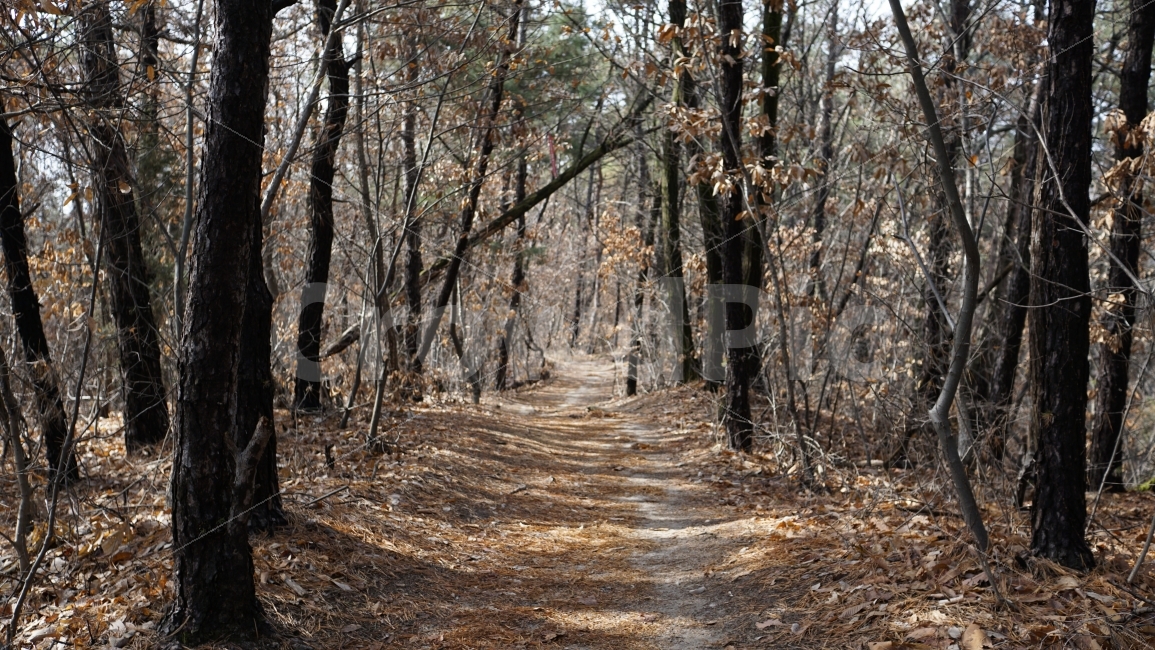 숲,숲속,나무,산림,길,산길,숲길,가을,낙엽,산책,산보,등산,자연,식물,자연,풍경,nature,landscape,가을,계절,fall,autumn,season,path,통로,tree,plant,ground,바닥