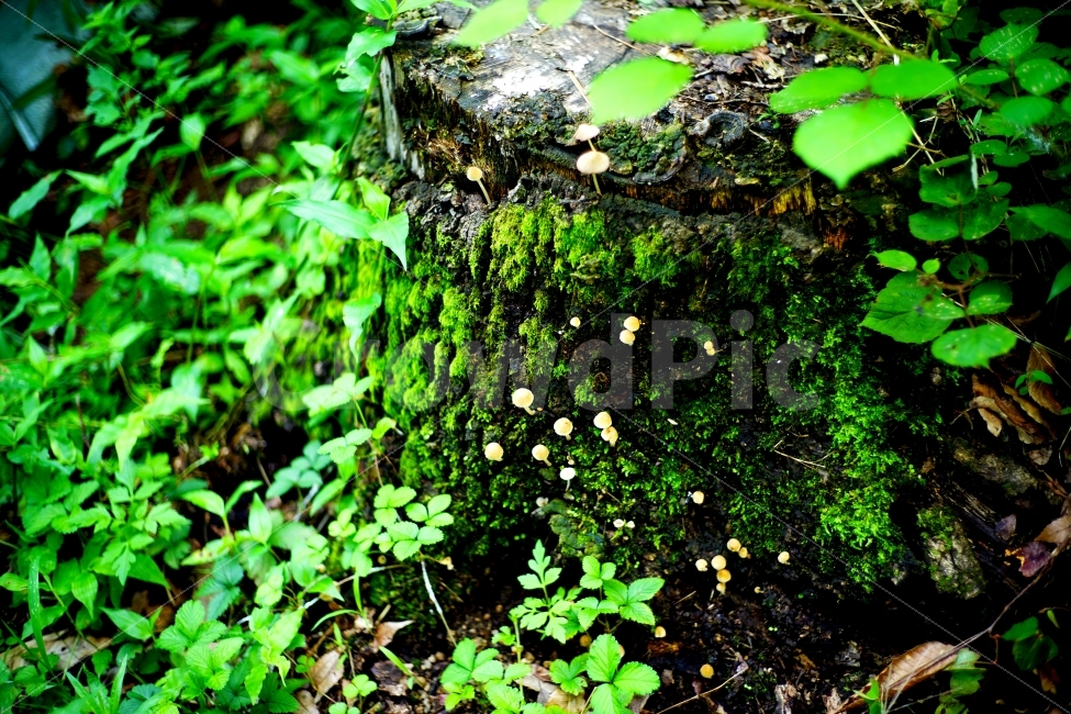 나무,버섯,자연,이끼,식물,자연,풍경,nature,landscape,여름,계절,summer,season,휴식,힐링,rest,relaxation,healing,식물,plants,plant