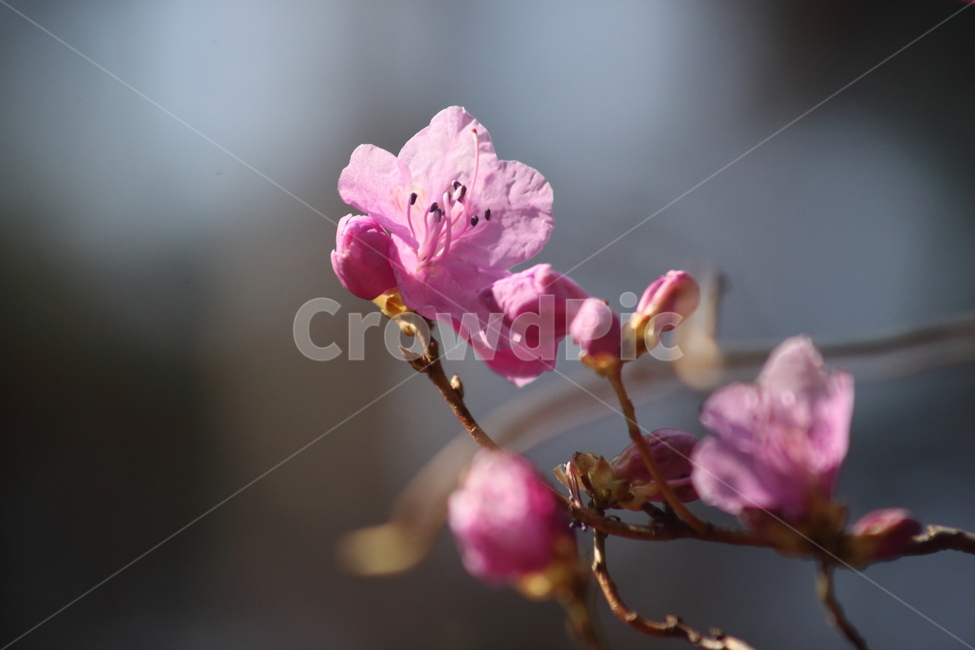 진달래,꽃,두견화,koreanrosebay,봄,봄,계절,spring,season,식물,자연,plants,nature,꽃,flower,blossom,geranium,제라늄,plant