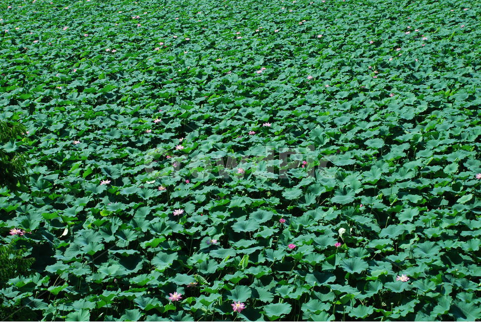 연꽃,연잎,연못,연,자연,식물,자연,plants,nature