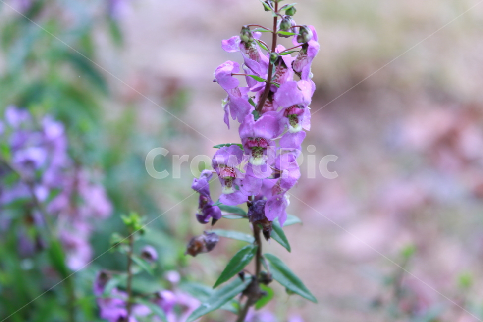 보라,콫,flower,들꽃,감성,식물,자연,plants,nature,꽃,flower