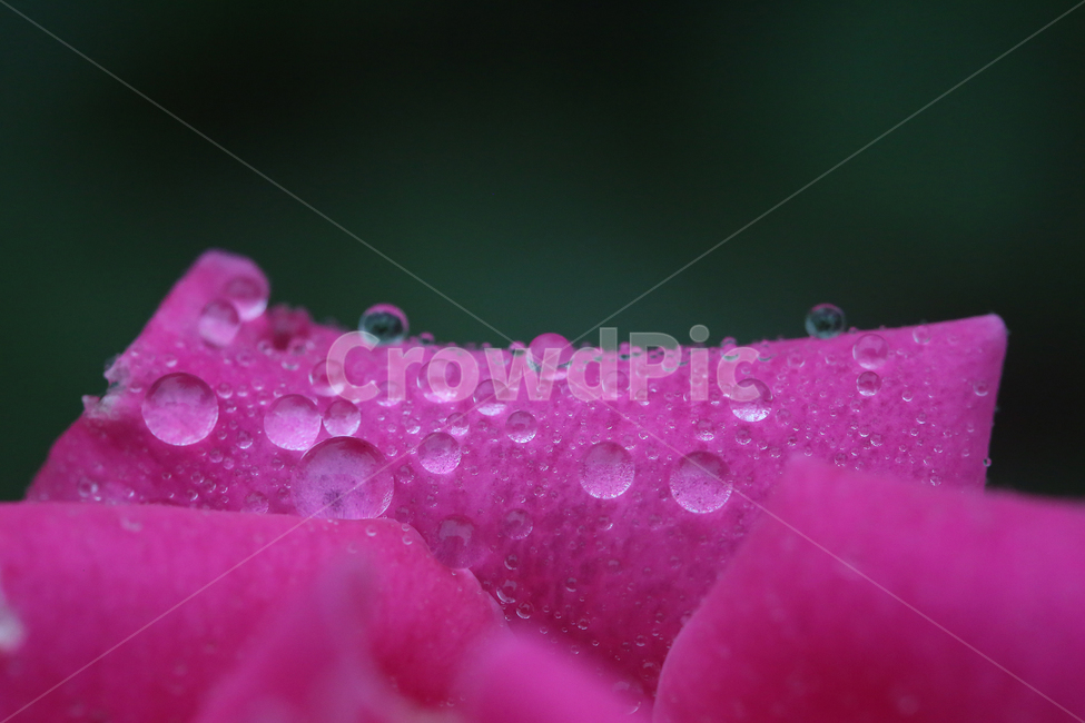 꽃,장미,빗방울,flower,rose,raindrop,식물,자연,plants,nature,꽃,flower