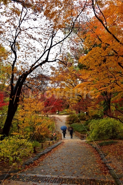 창경궁,가을,단풍,풍경,고궁,서울,낙엽,도심지,명소,자연,비경,단풍나무,춘당지,자연,풍경,nature,landscape,가을,계절,fall,autumn,season,사람,인물,인간,human,person,tree,나무,plant,식물,maple