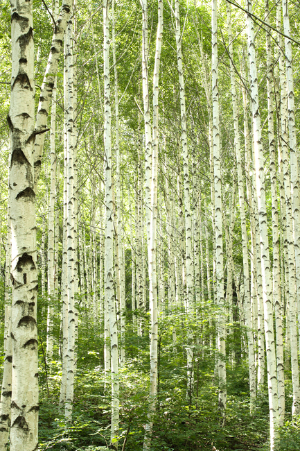 자작나무,숲,자작나무숲,식물,tree,나무,forest,woodland,삼림지,초목,nature,plant