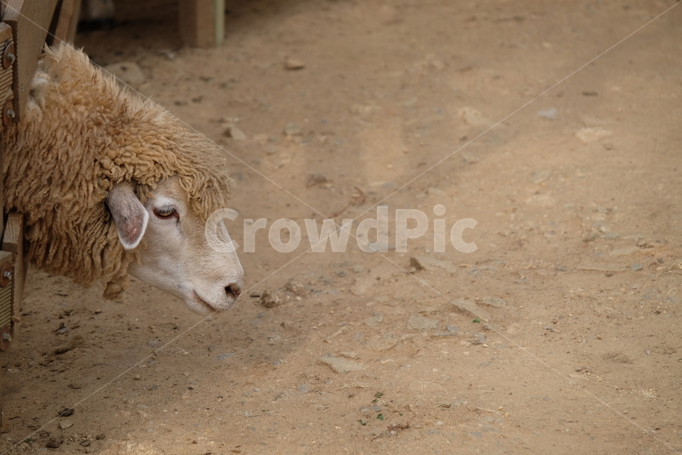 동물,양,sheep,털,농장,땅,양고기,귀여운,animal,cute,land,동물,animal,포유류,mammal,산업,industry,industrial,목축업,목장,livestock farming,ranching,pasture