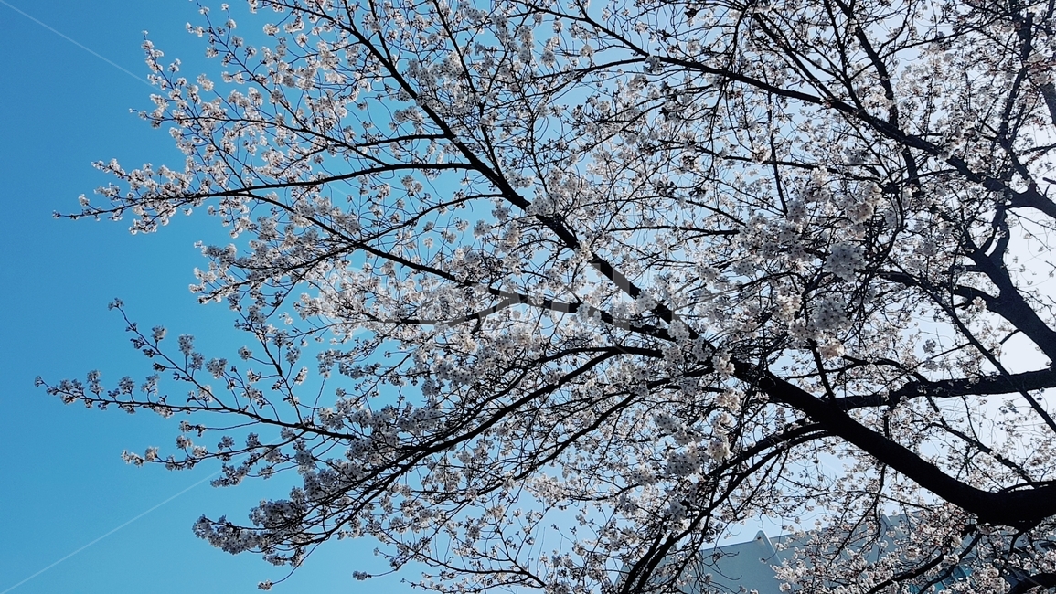 봄,찬란,빛,하늘,벚꽃